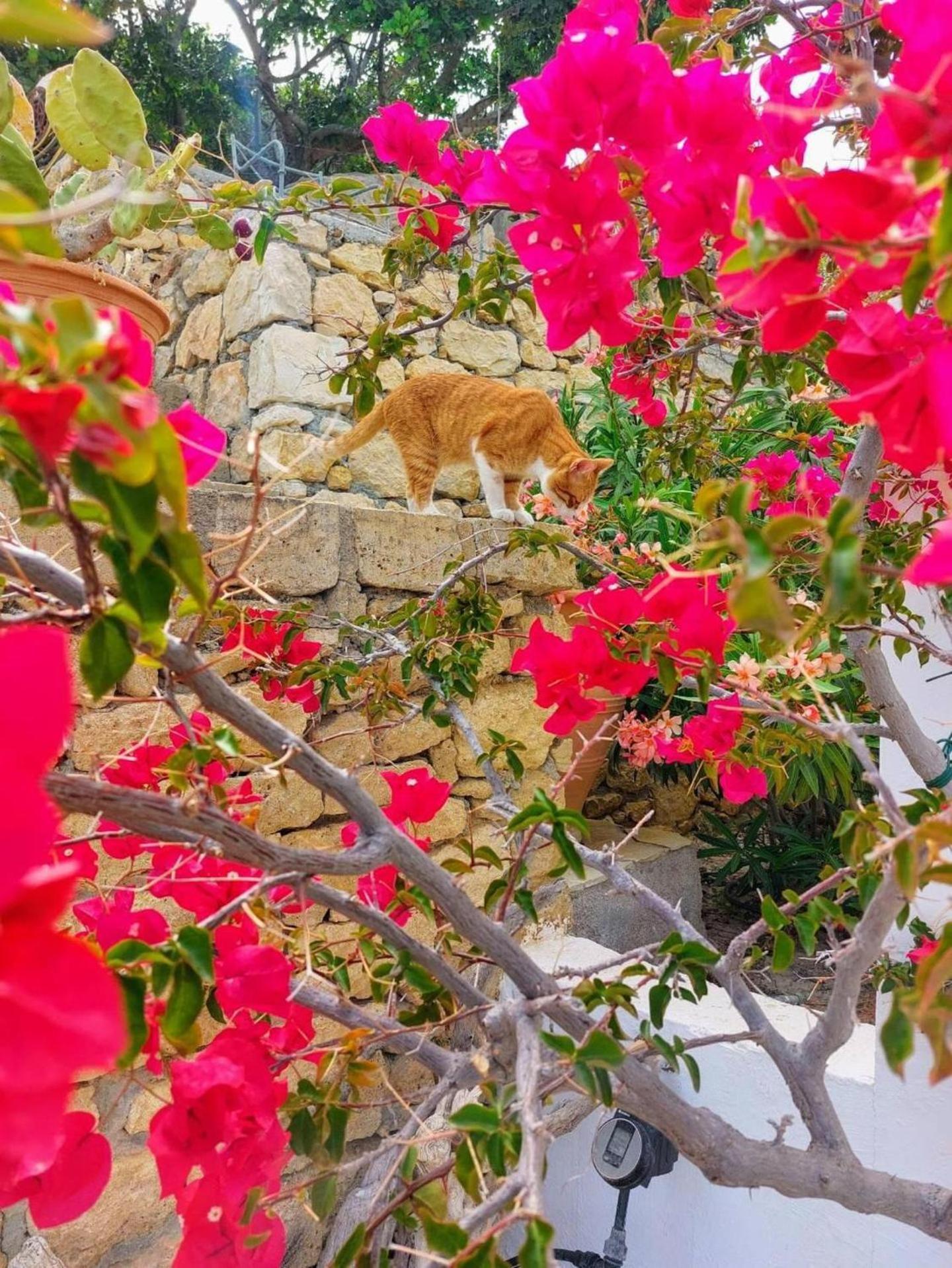 Tranquil Villa With Sea View In Ammopi Karpathos Amoopi Dış mekan fotoğraf